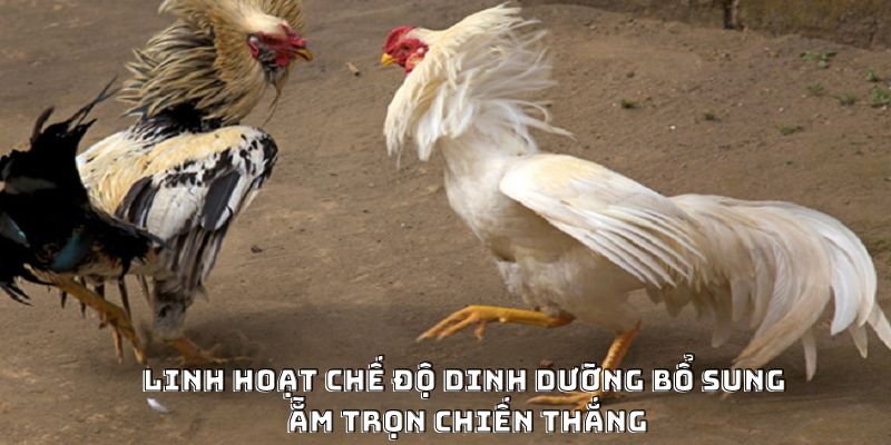 Linh hoạt chế độ dinh dưỡng bổ sung ẵm trọn chiến thắng